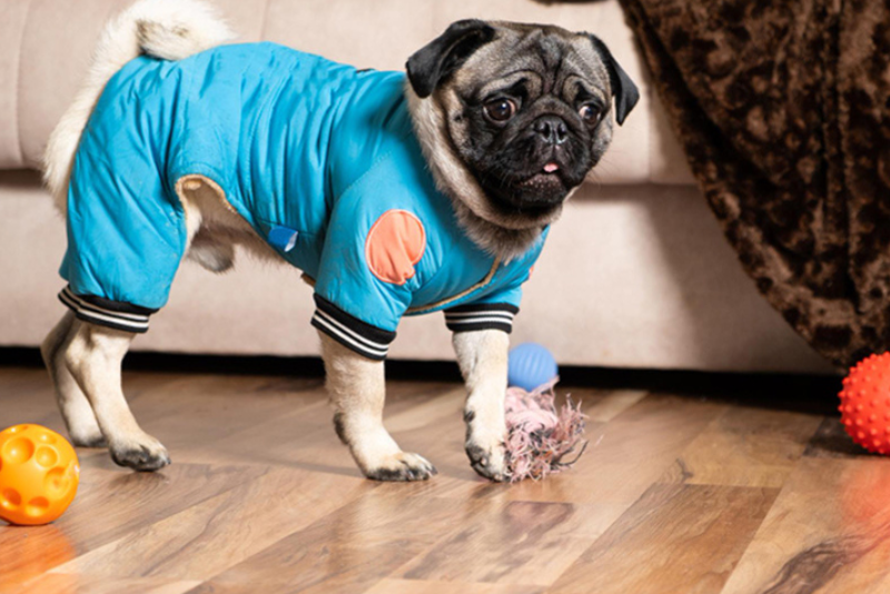Stylish Pet Clothes Every Season